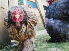 التصوير الفوتوغرافي والفيديو بتقنية عالية